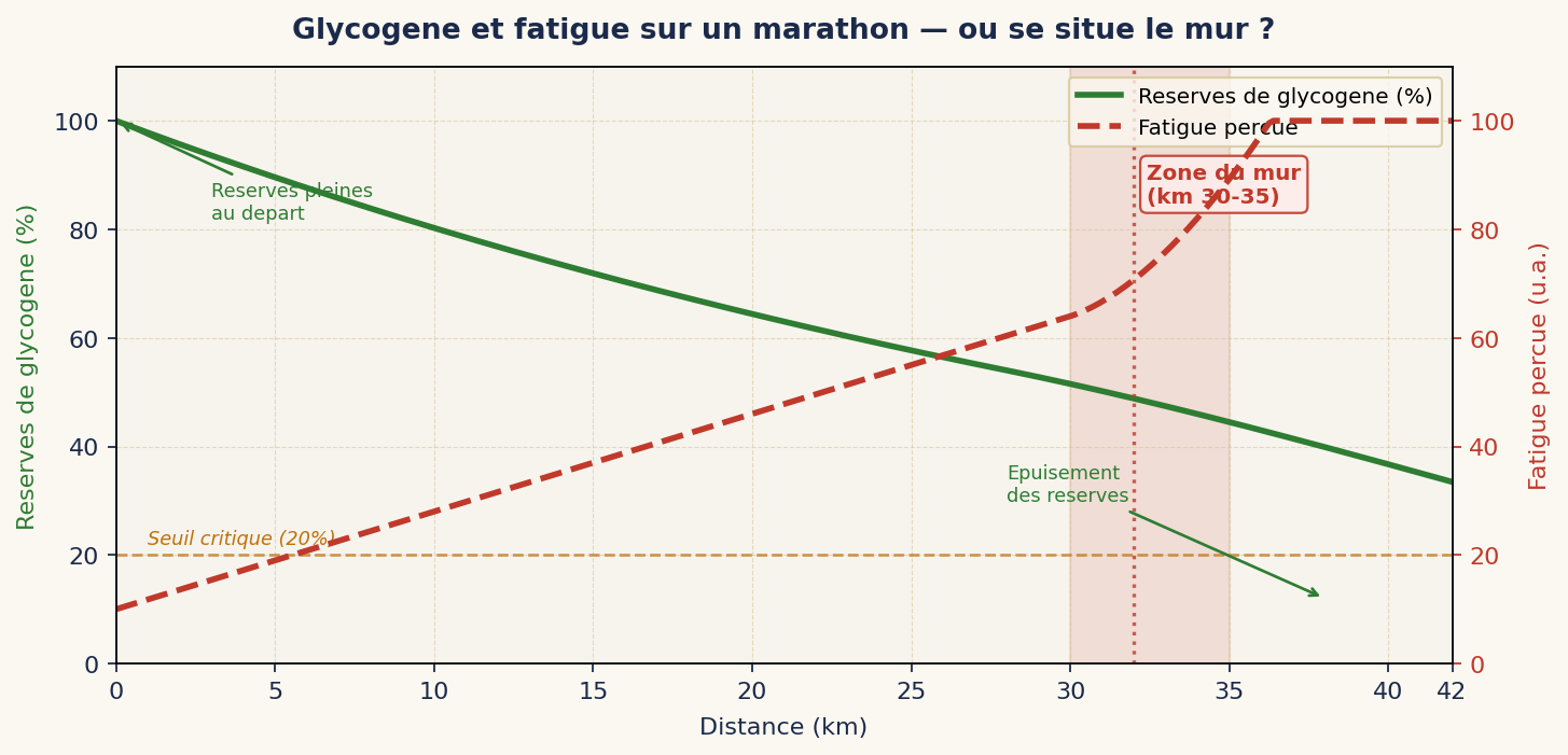 Glycogène et fatigue sur un marathon — où se situe le mur ?